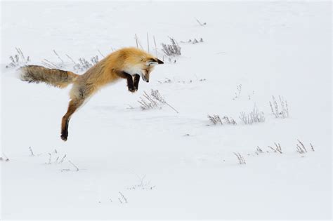 Jumping Fox Free Stock Photo Public Domain Pictures