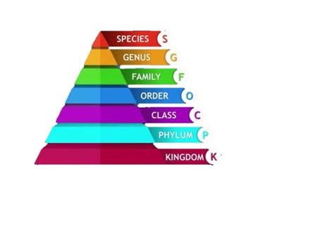 Select The Ascending Sequence Of The Hierarchy Of Classification