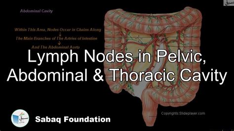 Pelvic Lymph Node Anatomy