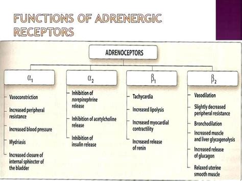 8 Alpha Beta Adrenergic Receptors Chart Adrenergic Receptors