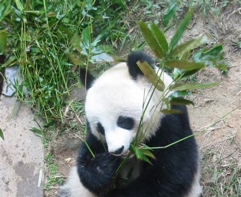Cfz Daily News Chris Packham Giant Pandas Should Be Allowed To Die Out