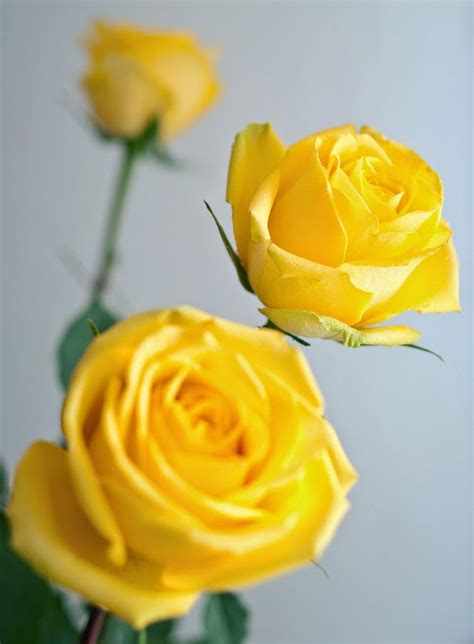 Never sold a bag but look like pablo in a photo. All About Women's Things: Rose Meanings Explained