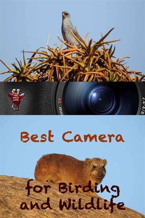 Best Beginner Camera For Wildlife Photography Do You Enjoy