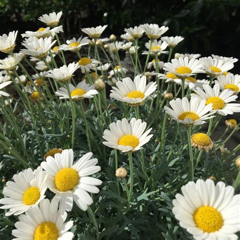 Shasta Alaska Daisy Chrysanthemum Maximum 400 Seeds