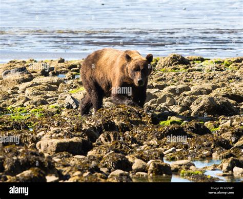 An Alaska Coastal Brown Bear Walks Across The Rocks On The Shore Of