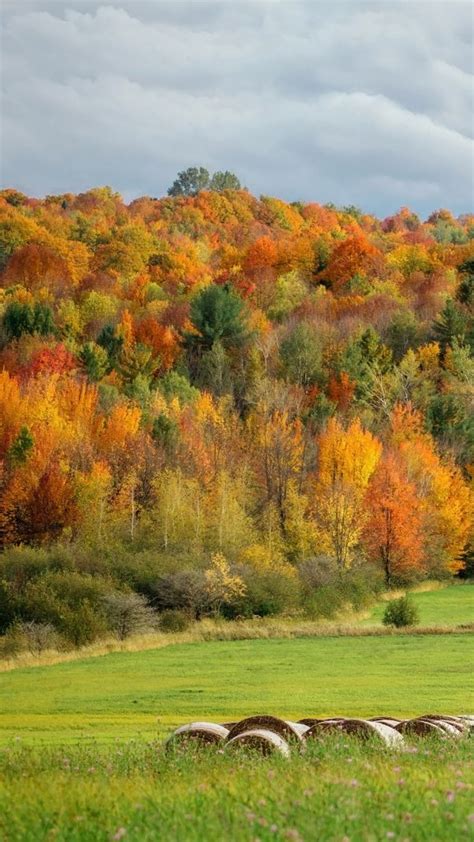 Autumn Landscape With Colorful Trees In Forest Montreal Quebec