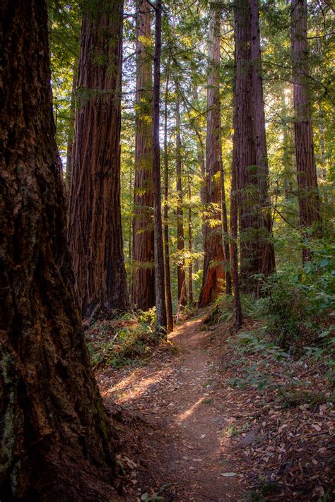 The Most Beautiful Redwood Groves In Bay Area Miladidit