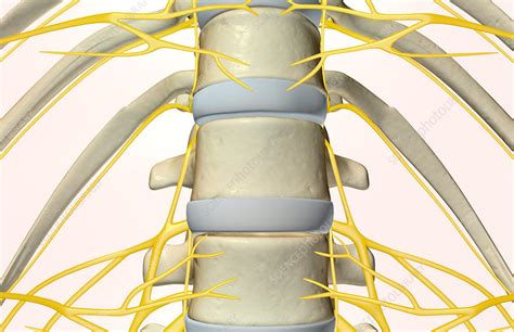 The Lumbar Nerves Stock Image F0016454 Science Photo Library