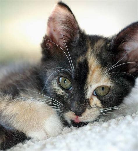 Pretty Little Calico Baby Calico Kitten Cute Cats Kittens Cutest
