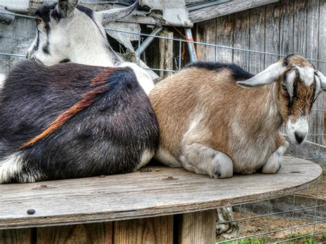 Pair Of Goats Free Stock Photo Public Domain Pictures