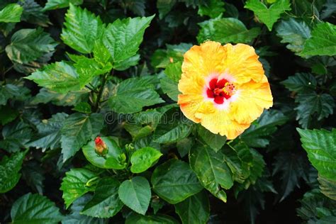 Large Yellow Hibiscus Flower With Bright Green Leaves Stock Photo