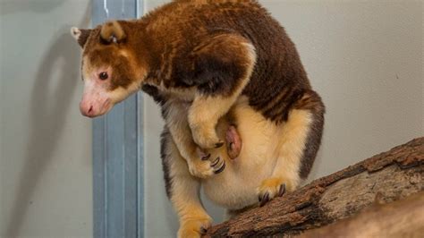 Joey Of Endangered Kangaroo Species Born At Zoos Safari Park