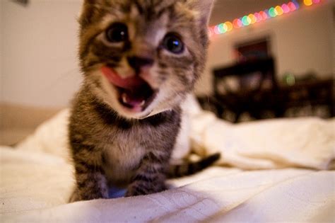 Cute Kittens 20 Great Pictures Kitty Bloger