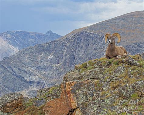 My Domain Photograph By Dale Erickson