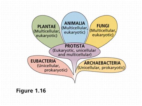 Classification Biology Mrs Mccomas