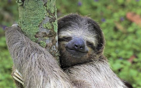 Sloth Smiling Sloth Sloth Tattoo