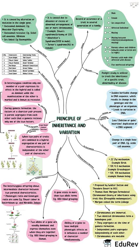 Mind Map Principles Of Inheritance And Variation Biology Class 12