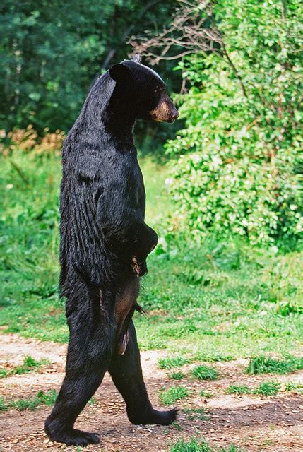 Black Bear Standing Up Sasquatch Big Foot Black Bear Walking On