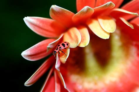 Rare Pink Ladybug Ive Never Seen A Pink Ladybug But Here Flickr