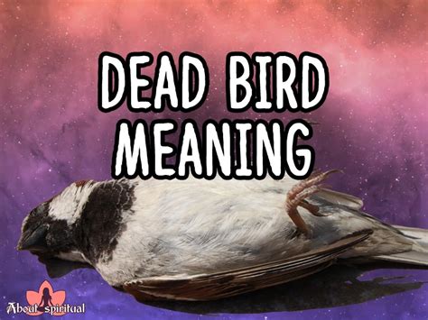 Dead Bird Meaning What Should You Know About Dead Bird Symbolism About Spiritual