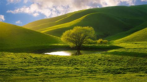 Green Tree In The Middle Of Lake Grass Field Greenery Slope Mountain In