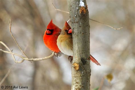 Northern Cardinal Pair A Pair Of Northern Cardinals On A S Flickr