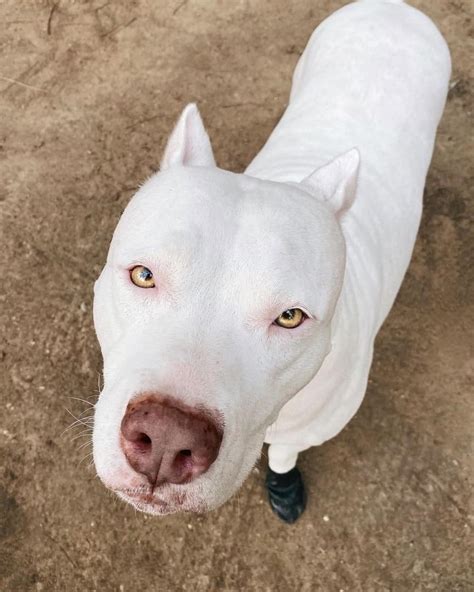 Dogo Pit Dogo Argentino And Pitbull Mix Info Pictures Facts Faqs And More