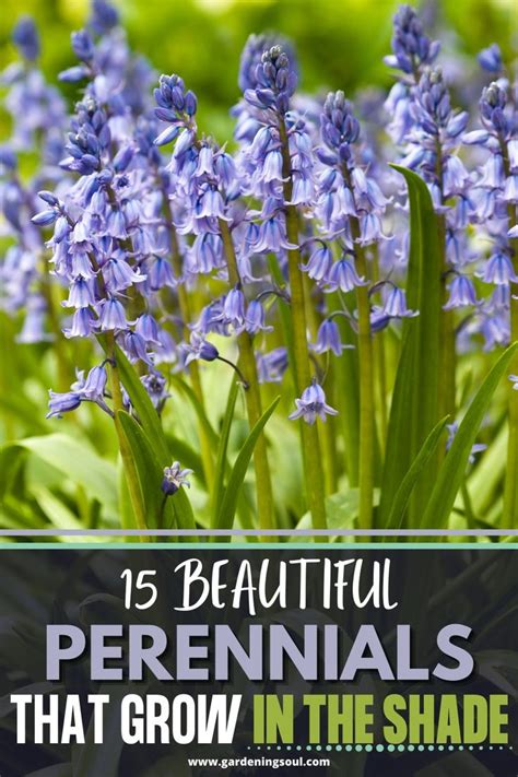 15 Beautiful Perennials That Grow In The Shade Shade Loving