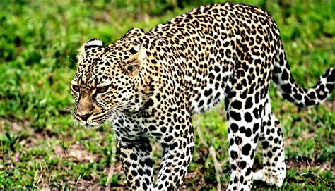 Female Leopards Are Early Birds Males Are Night Owls Futurity