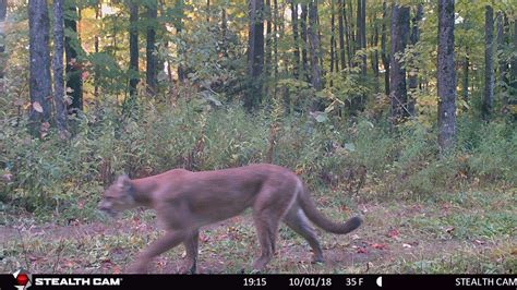 Confirmed Cougar Sighting In Up