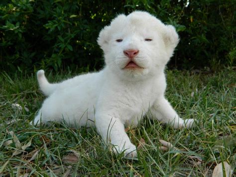 Baby White Lion Baby Animals Photo 36099874 Fanpop