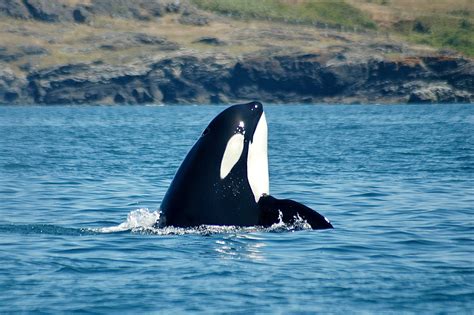 The Last 74 Critically Endangered Southern Resident Orcas Receive New