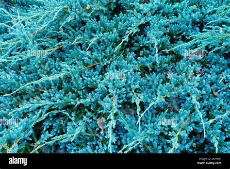 Flaky Juniper Blue Juniper Creeping Juniperus Squamata Blue Carpet