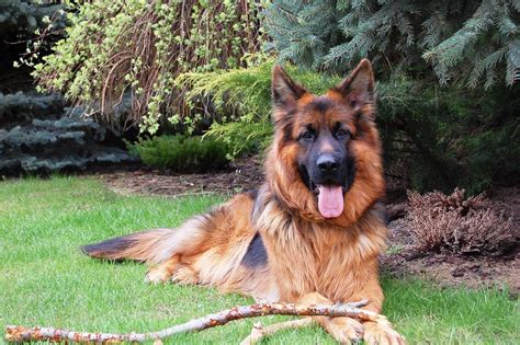 Your Inside Scoop To The Remarkable Long Haired German Shepherd Animalso