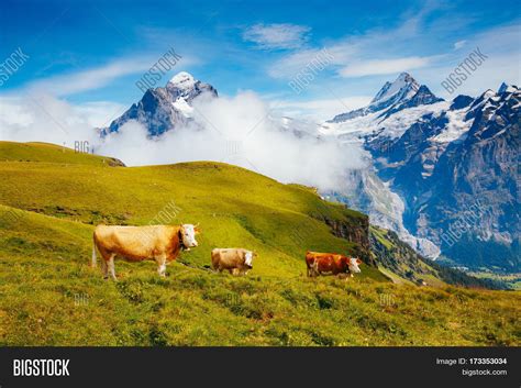 Cows Graze On Alpine Image And Photo Free Trial Bigstock