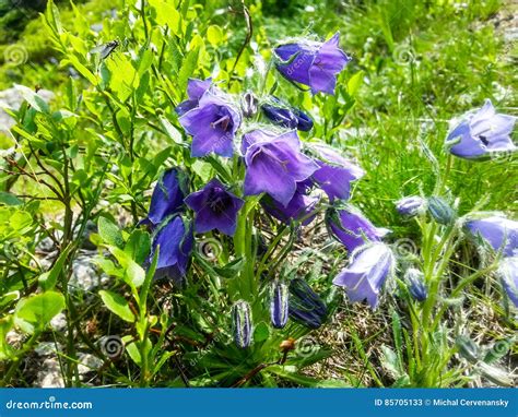 Beautiful Purple Mountain Flower In National Park Of Vysoke Tatry Stock