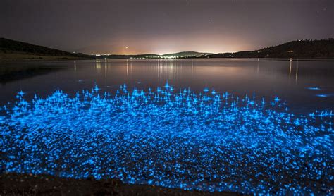 Sparkling Seas Explained Bioluminescent Plankton Bioluminescence Beautiful World Beautiful