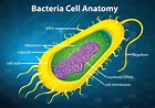Bacteria cell structure 365530 - Download Free Vectors, Clipart ...