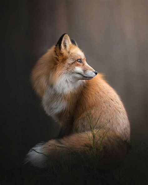 Beautiful Photography By ©alicja Zmystowska Wildgeography Animals
