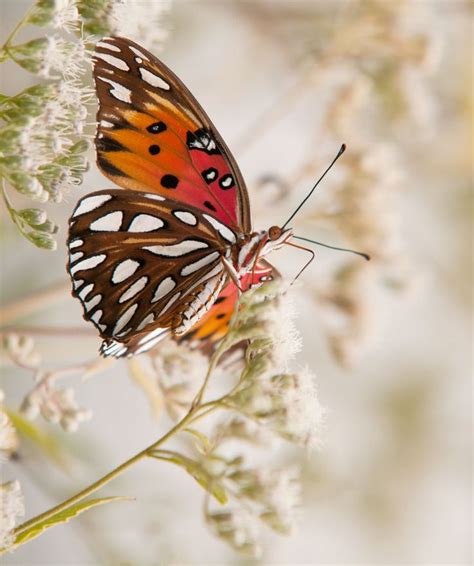 1000 Images About Butterflies Are Free༺ ༻ On Pinterest Beautiful