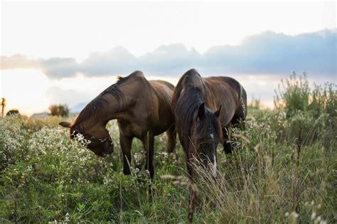 Horses Eating Grass In Field · Free Stock Photo