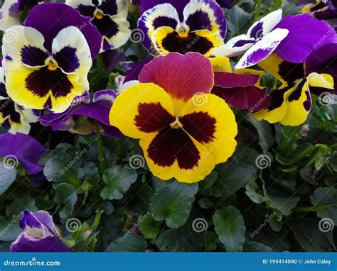 Pansy F1 Yellow Purple Wing Stock Photo Image Of Brightly Flora