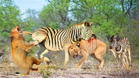 Mother Zebra Attacks Lion Very Hard To Save Her Baby The Lion