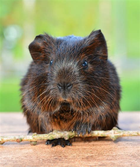 Gold Agouti Guinea Pig Pet · Free Photo On Pixabay