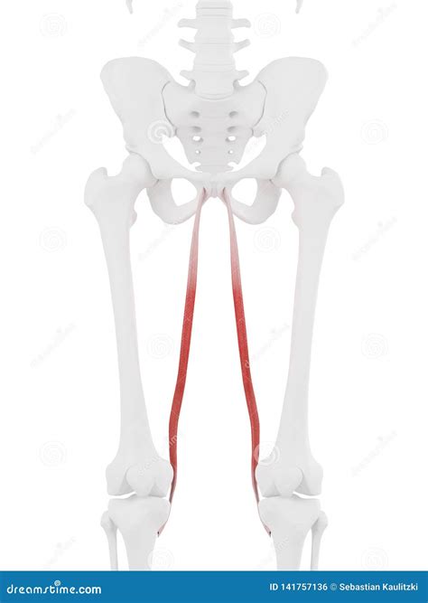 3d Illustration Of The Gracilis Muscles Anatomical Position On Xray