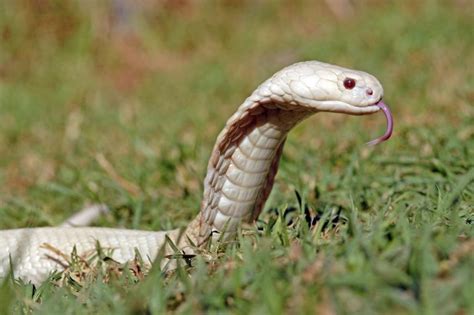 Albino Kobra Slobodno šeta Predgrađima Kalifornije Ne Zna Se čija Je