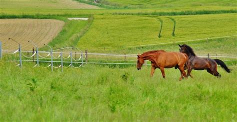 Free Images Landscape Nature Grass Fence Field Farm Meadow