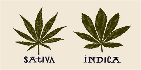 Sativa strains are known for sparking uplifting and cerebral sensations. Cannabis Indica vs. Sativa : le guide ultime - La Batte Mobile
