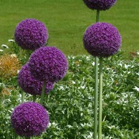 See your favorite gladiolus flower and exotic flowers discounted & on sale. 50Pcs Giant Allium Globemaster Allium Giganteum Seeds ...
