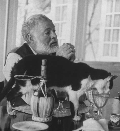Ernest Hemingway And His Cats Old Pictures